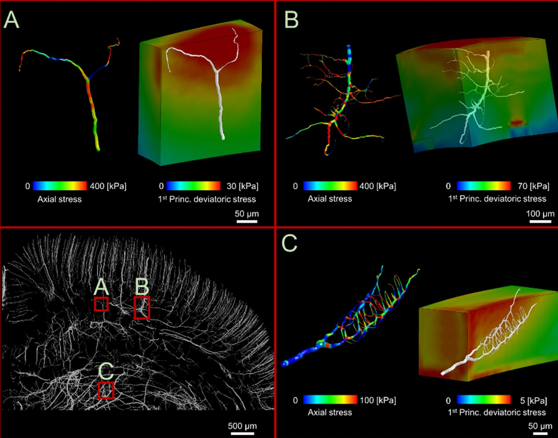 Very closeup images of blood vessels in the brain under stress