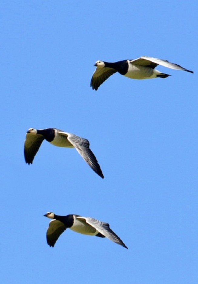 Three geese flying in a blue sky