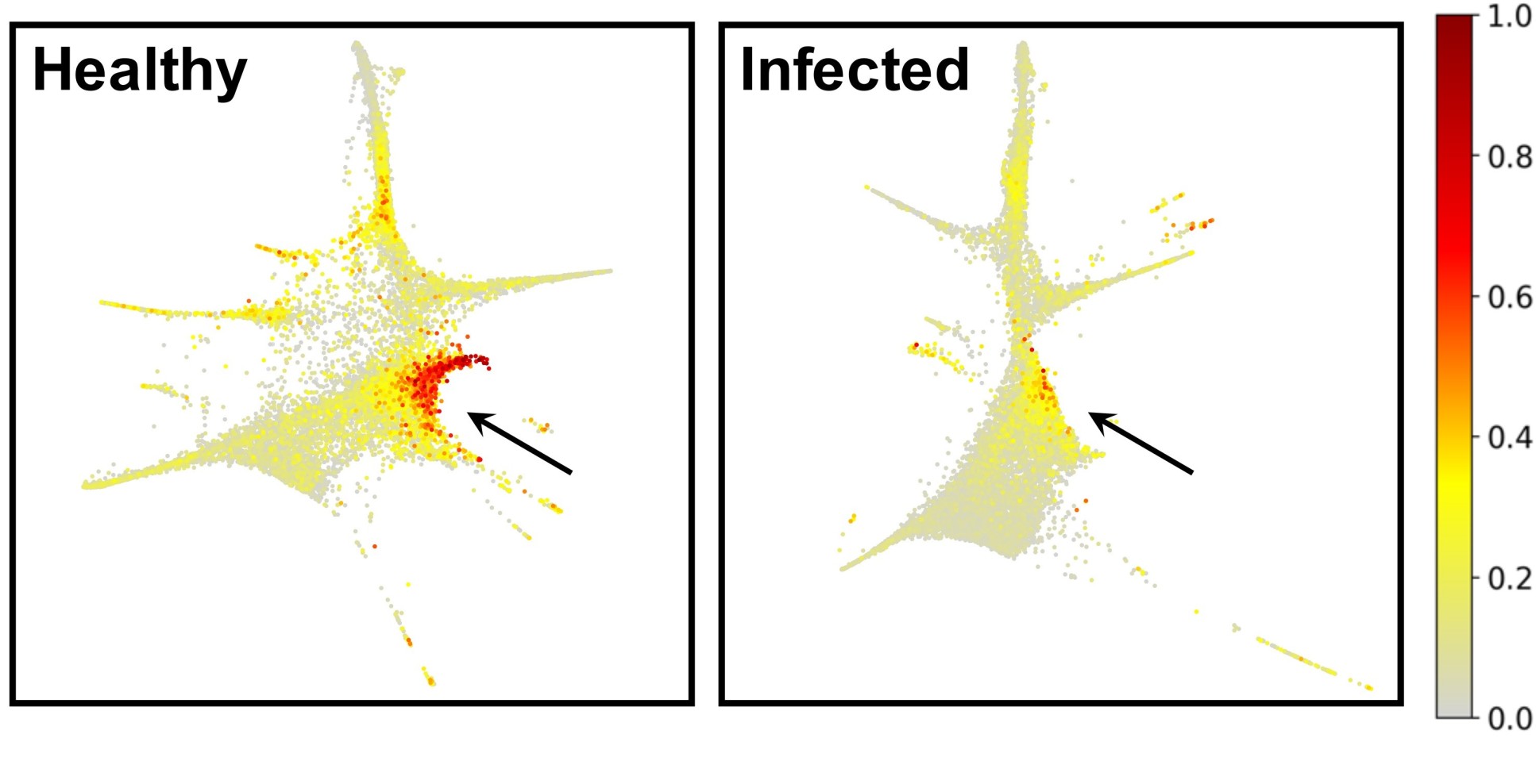 Cell images showing a large red area (left, healhty) and a greatly diminished red area (right, infected)