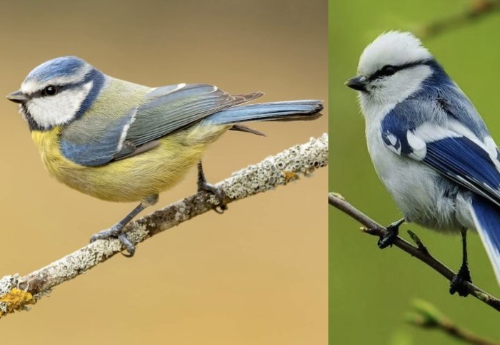 Blue tit and azure tit