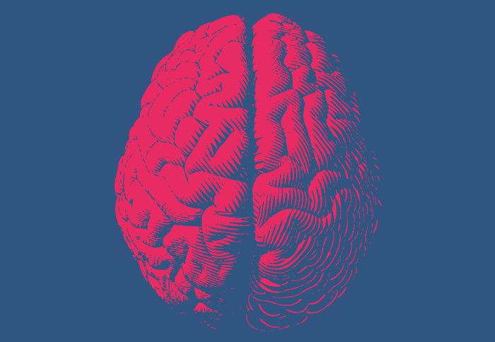 Brain illustration