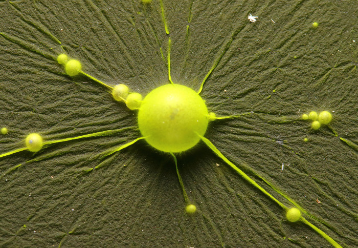 Photo of a filmy green surface