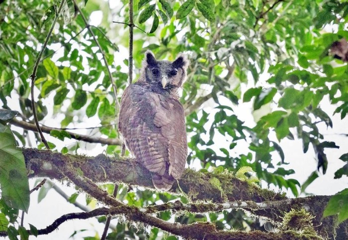 A large owl perched on a branch