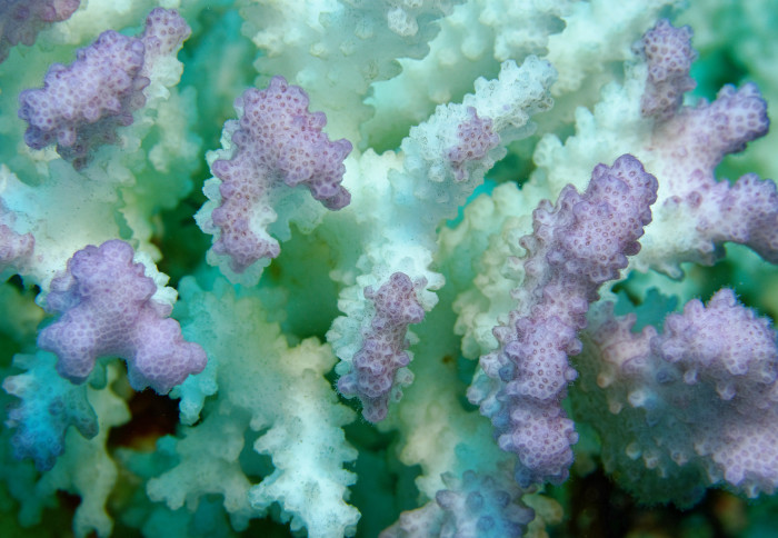 Close-up of a coral that is half bleached