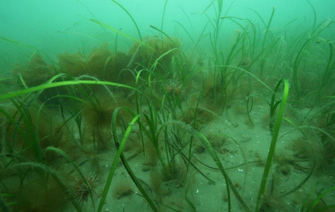 An image of a UK seagrass habitat.