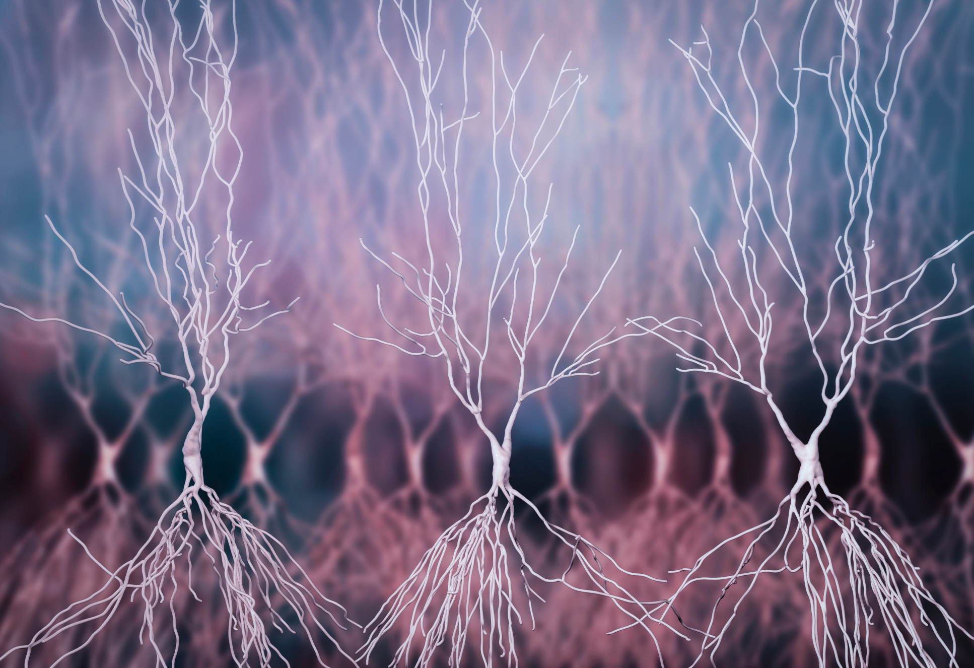 Human hippocampus neurons, computer reconstruction, 3D illustration