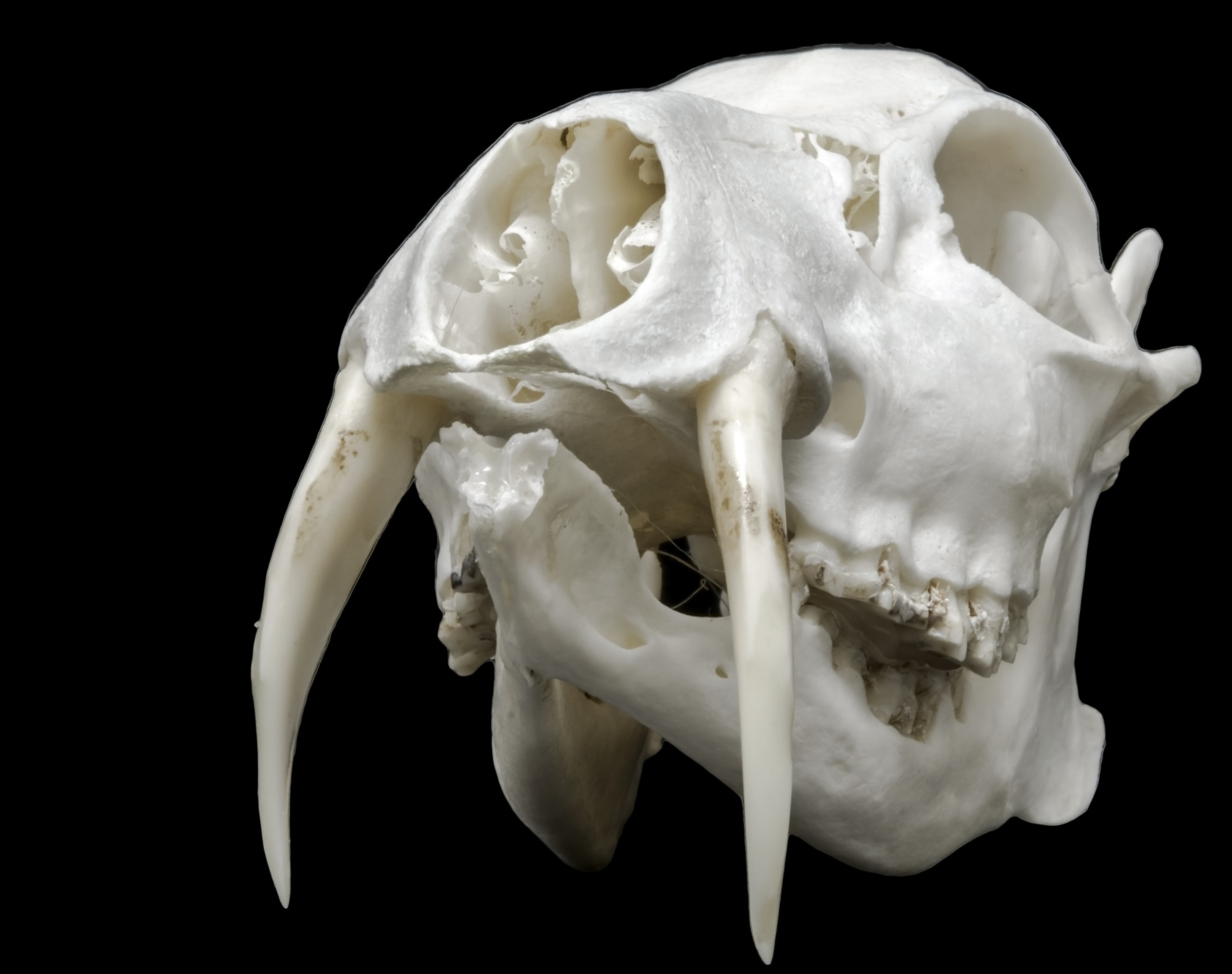 Skull of a Chinese water deer