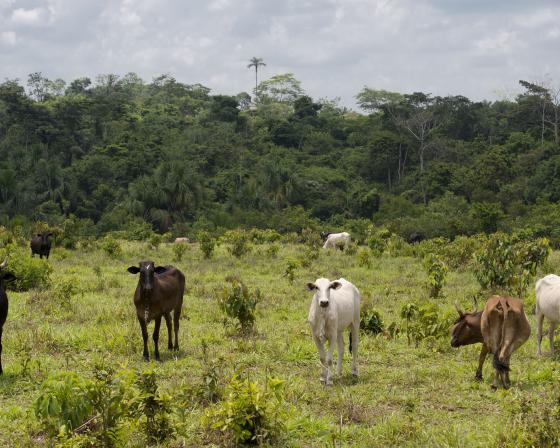 Cows grazing on deforested land