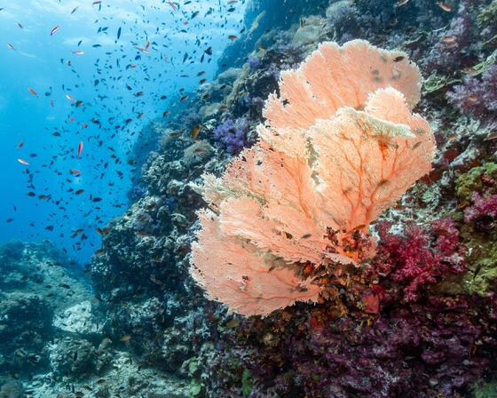 Sea fan and soft coral at Richelieu Rock in Thailand
