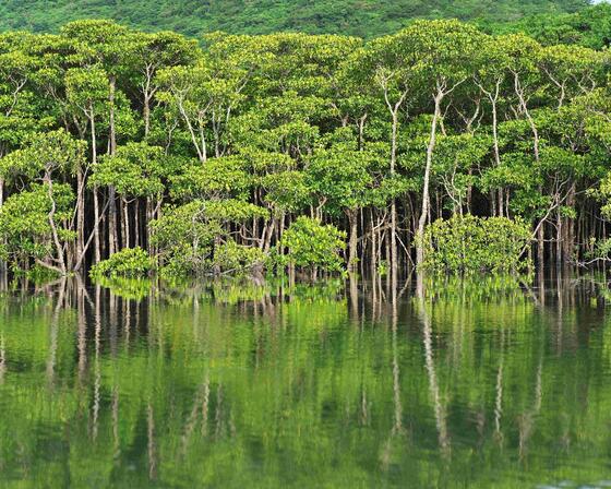 Image of mangroves lining the water, their reflection shown at the bottom of the photograph. The trees are tall, with full foliage