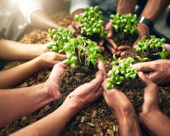 6 pairs of hands hold seedlings of plants in a circle above a mound of mulch
