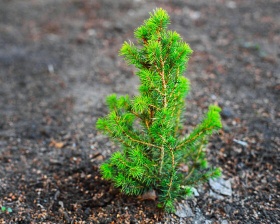 A small young Christmas tree grows out of the ground. 