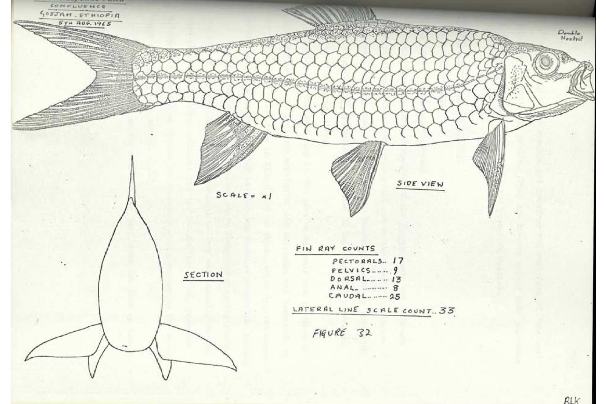 diagram of a fish