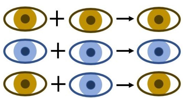 dominate eye colour chart