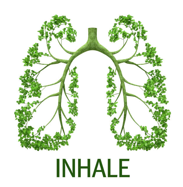 INHALE logo lung tree