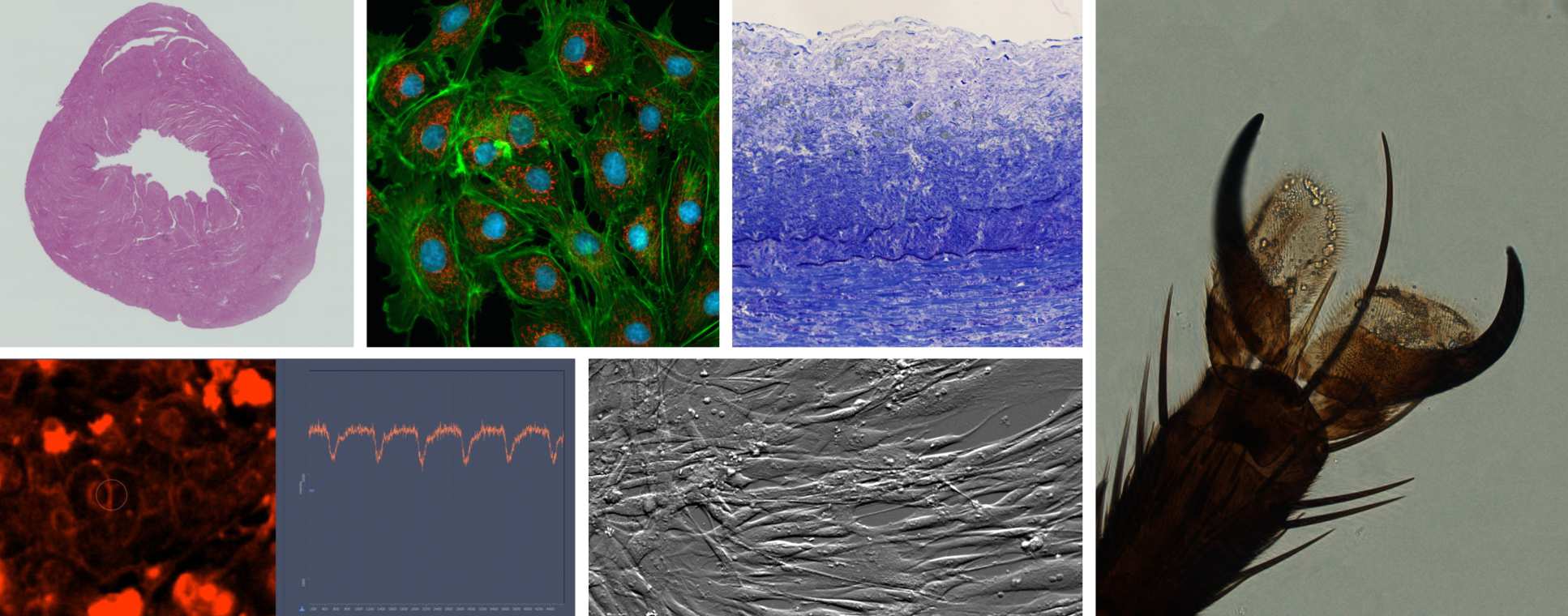 Composite microscopic images taken using FILM microscopic equipment