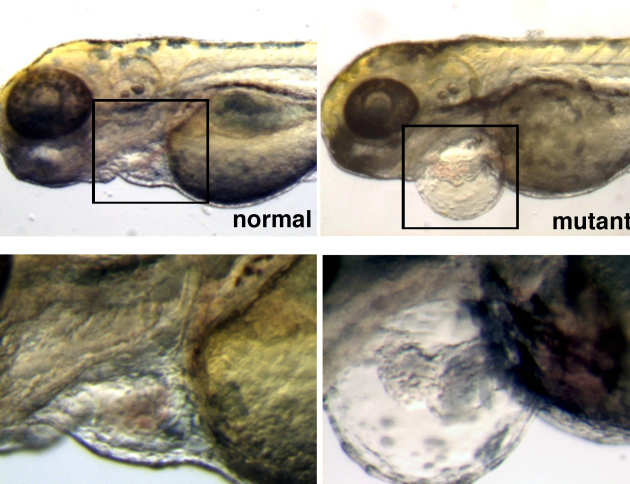 In zebrafish, if the heart doesn’t work properly, it inflates because tissue fluid accumulates in the so called pericardium