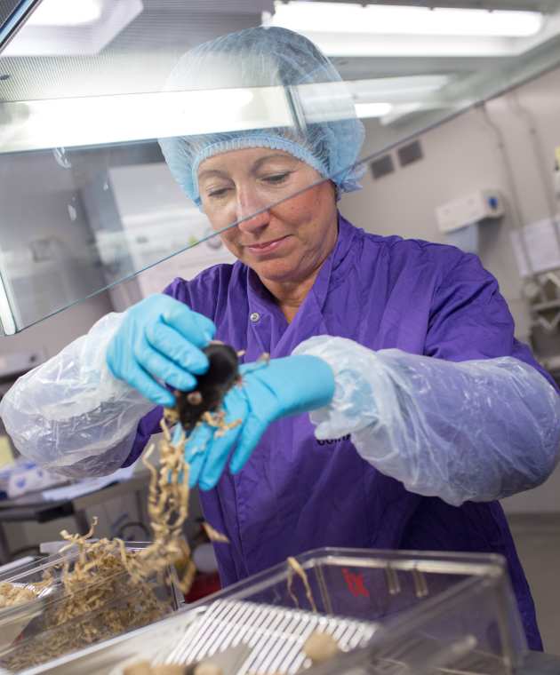 Animal technologist transfers mice to a clean cage.