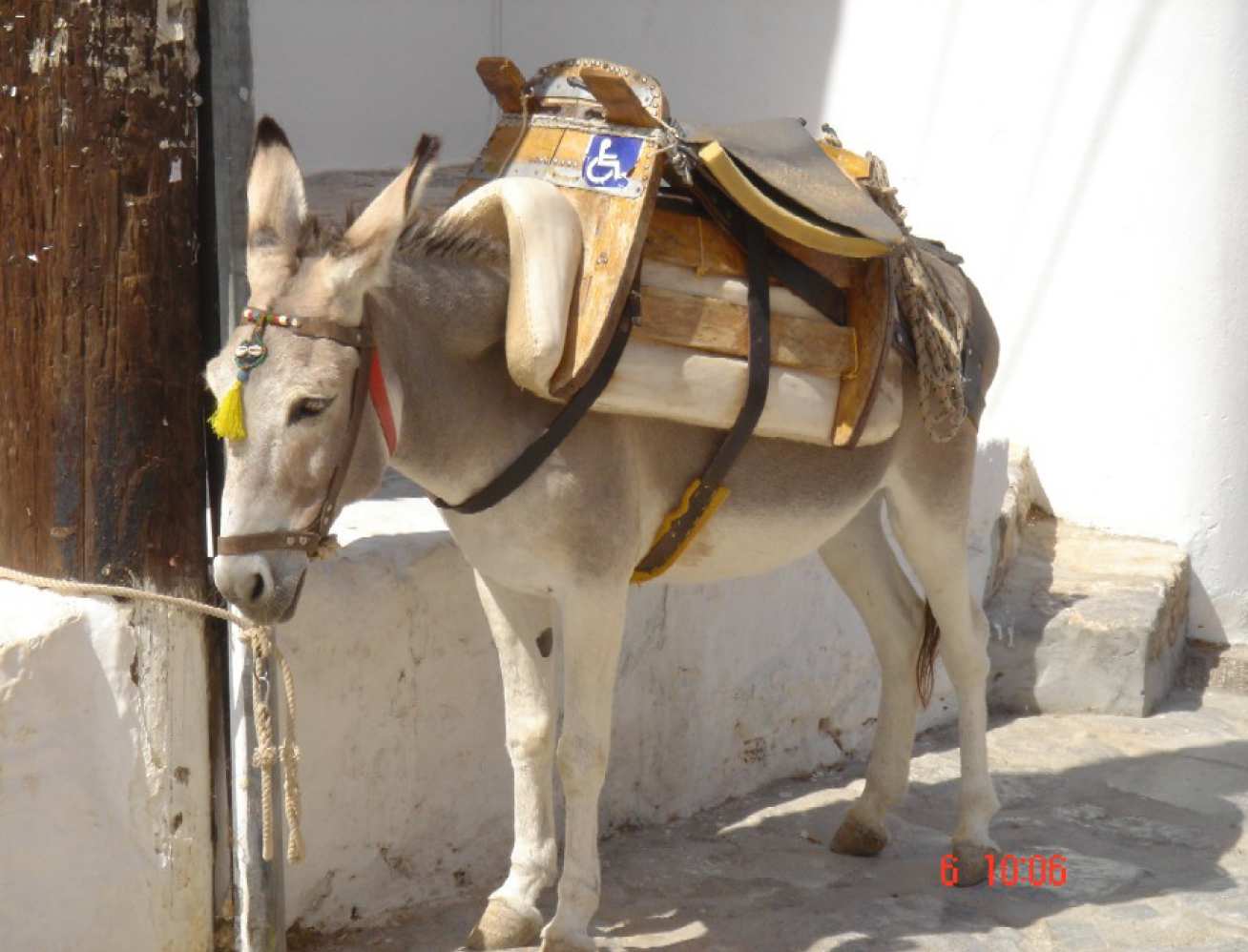 Donkey for the handicapped, Olympic 2004 in Greece