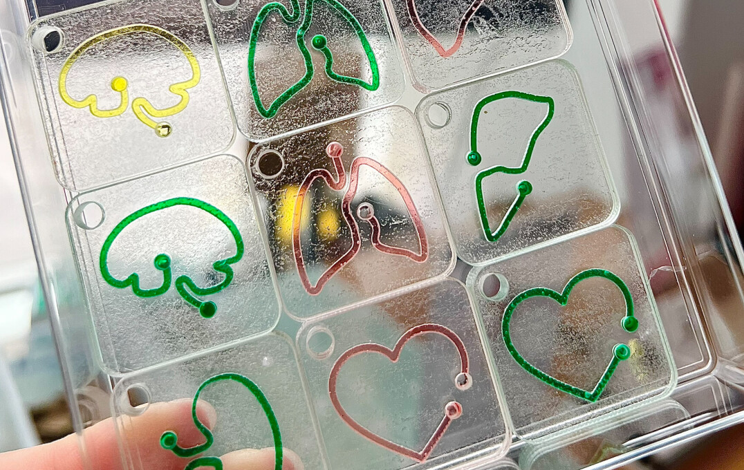 lung and brain shapes