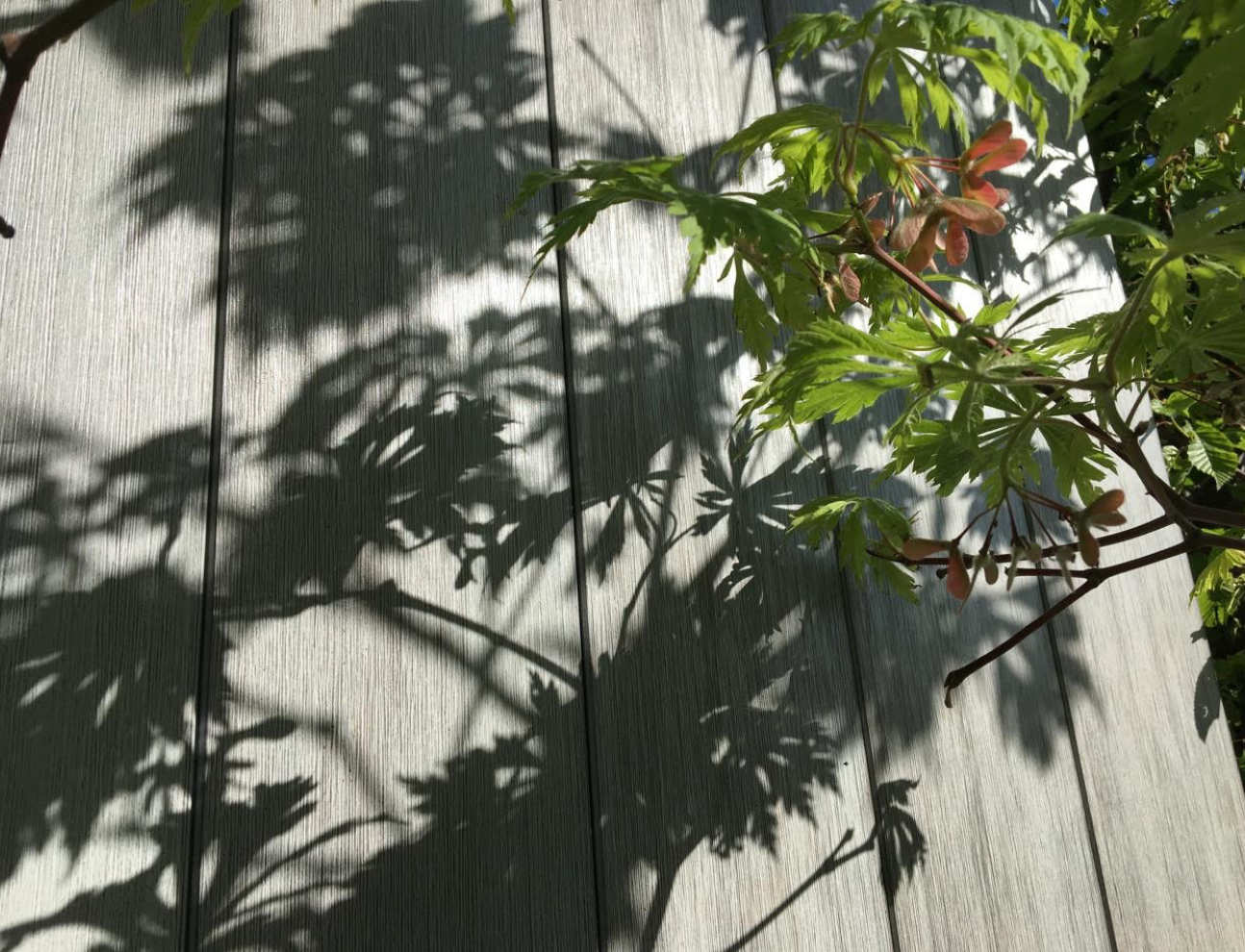 A plant from the garden casts shadows on wooden decking