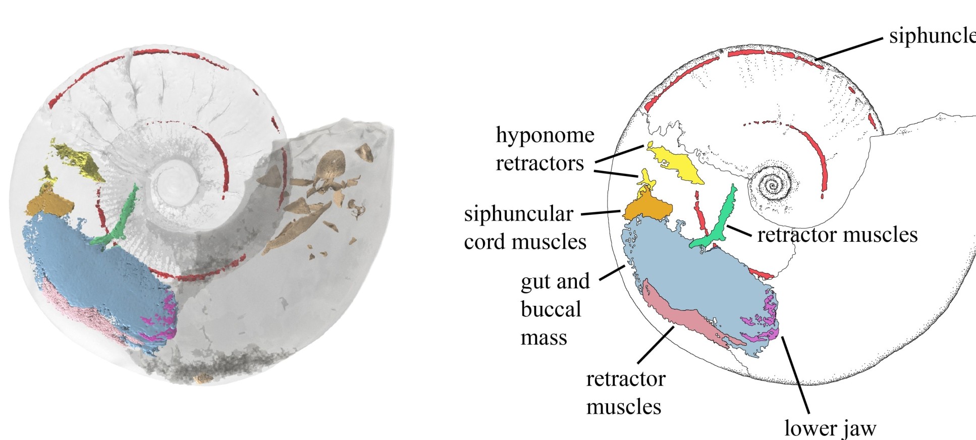 Rare Jurassic Fossil Reveals Never-before-seen Ammonite Muscles In 3D ...