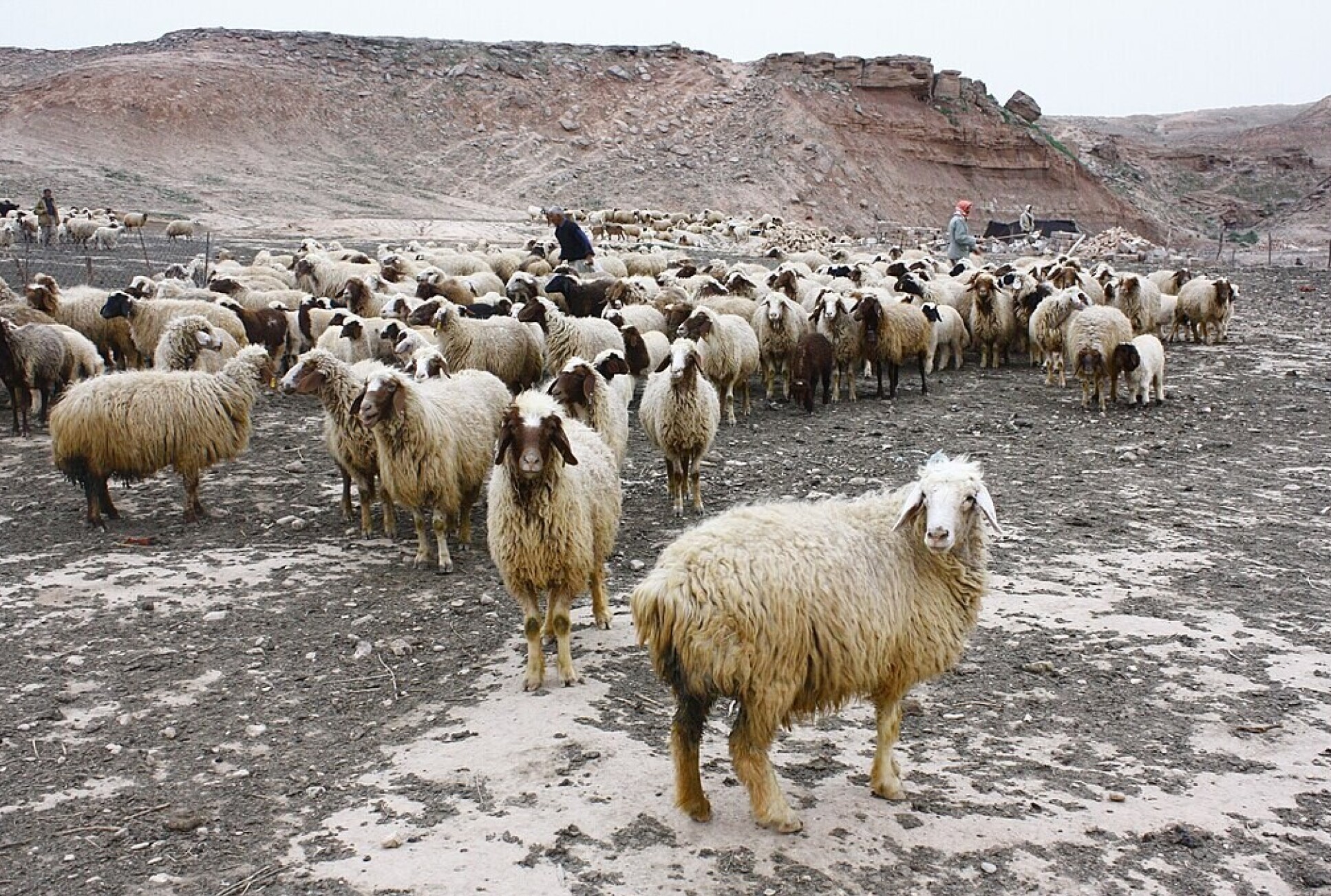 Herd of sheep in mountains 