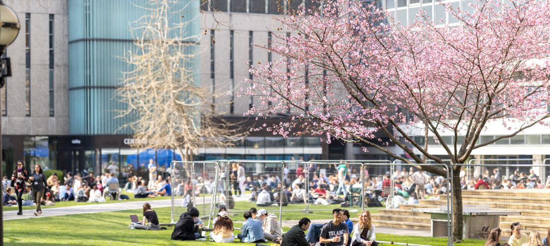 tQueens lawn and the Dangoor Plaza looking very busy in the spring sunshine with the blossom in the foreground.