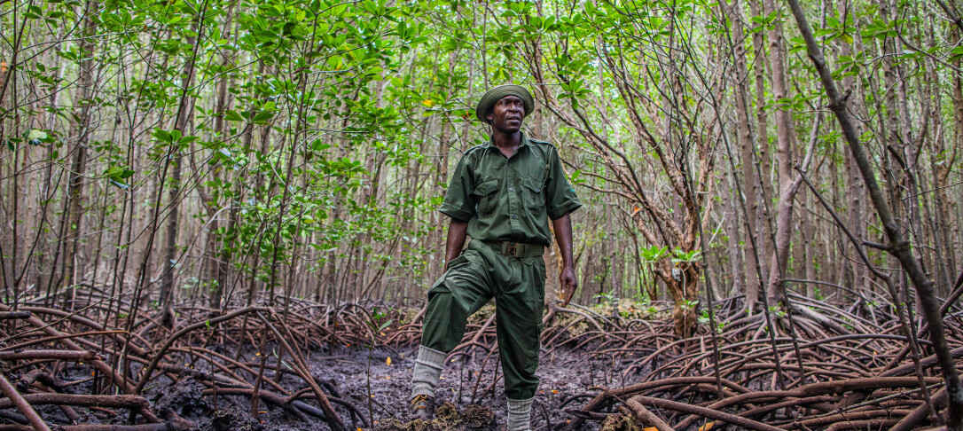 Photo shows a community scout ranger, in Ukunda, Kenya, standing in a restored Mangrove Forest.