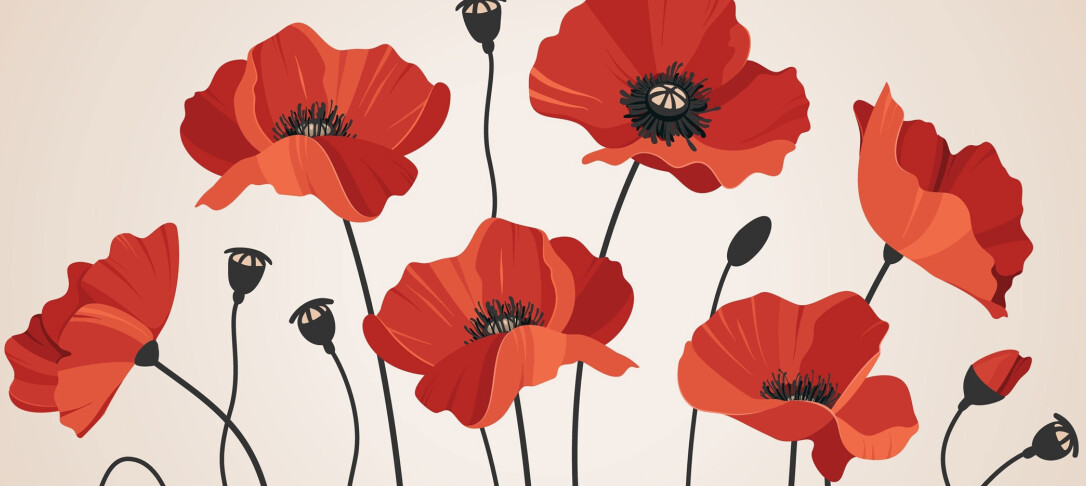 Illustration of poppies