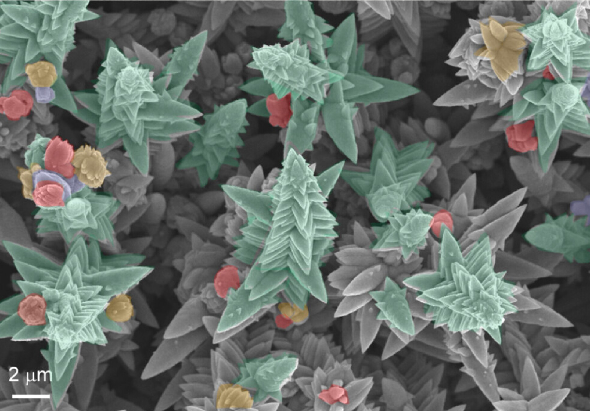 Tree-like zinc oxide deposited on Zn foil and their morphology, resembling to Christmas trees by Dr Nagaraju Goli.