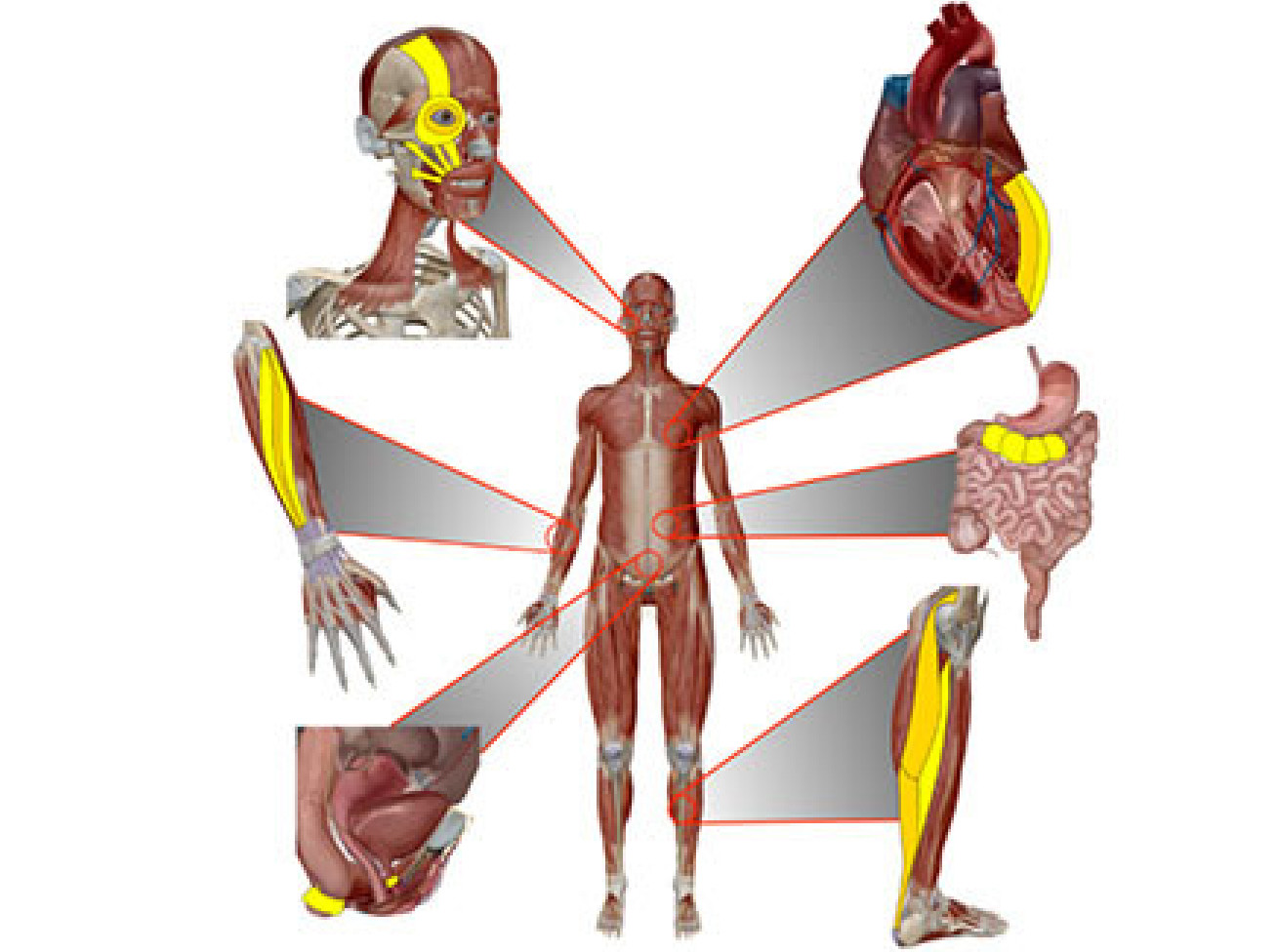 Diagram showing the musculature of different body areas