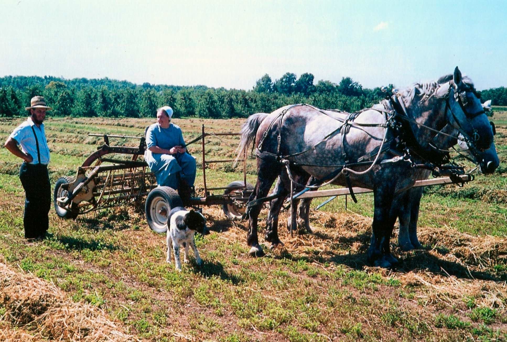 A photo portrait of an Amish family on a farm