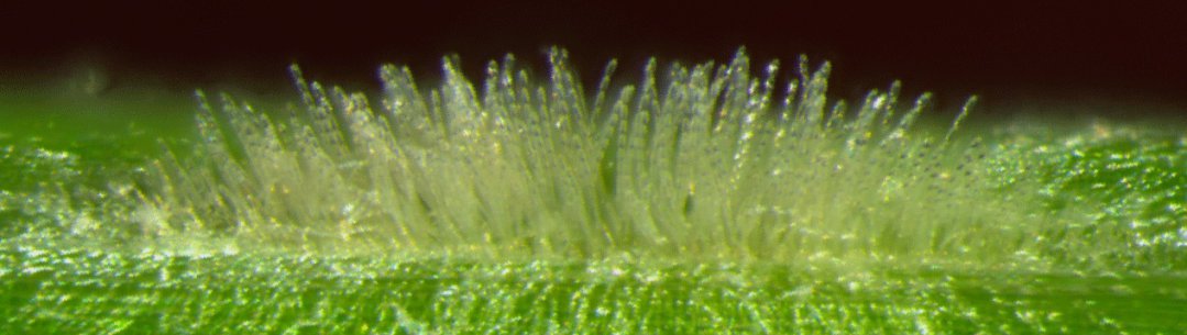 Мучнистая роса под микроскопом фото