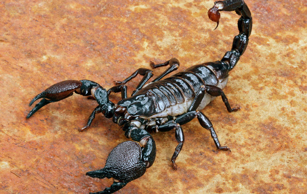 An Emperor scorpion