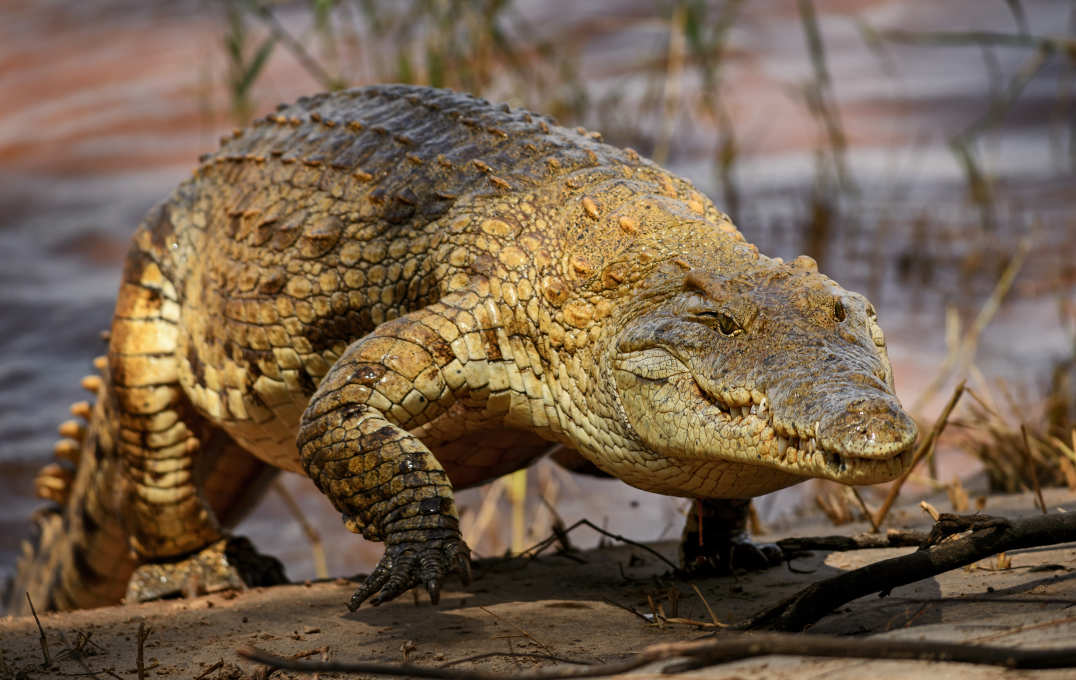 A Nile crocodile walks out of a river