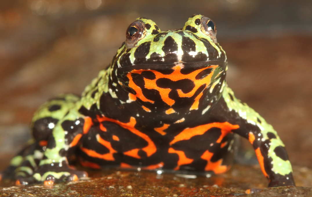 A captive Oriental fire-bellied toad (Bombina orientalis) imported into Europe from South Korea.