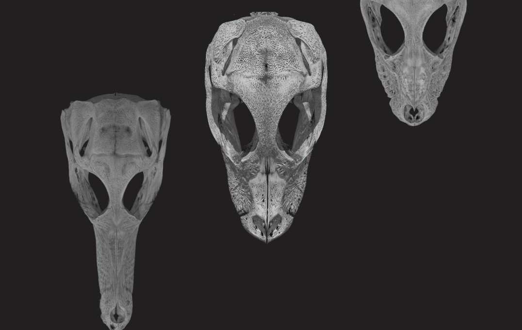 Crocodile embryo skulls