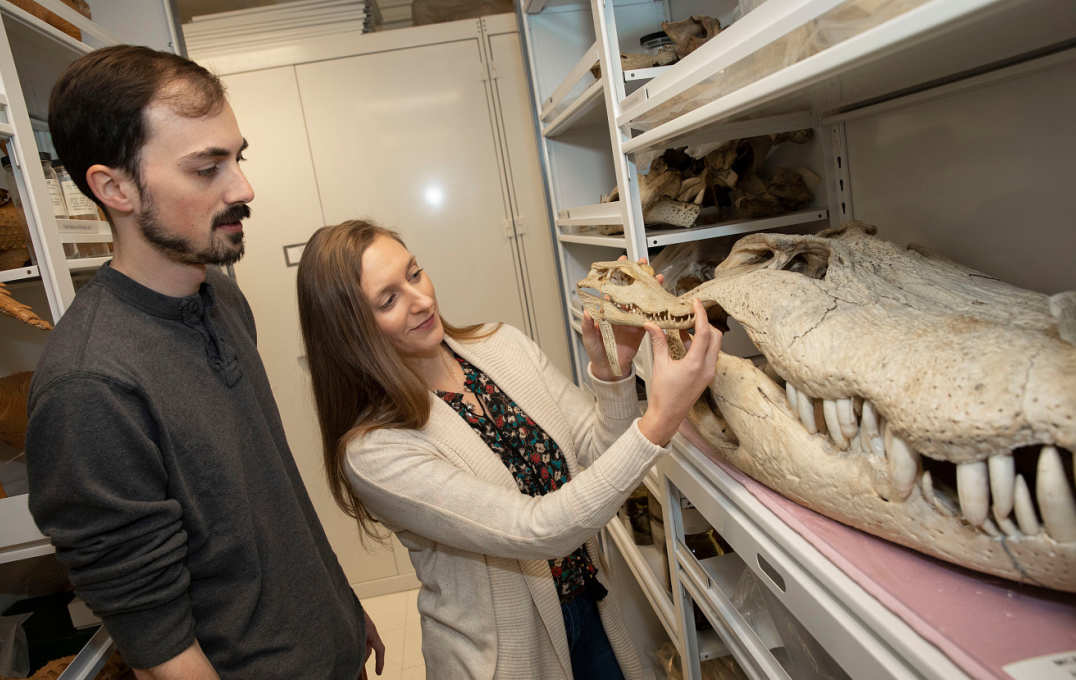 Researchers looking at a crocodile skull