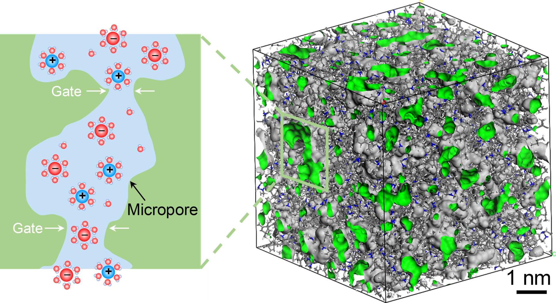 3D image of the membranes and 2D illustration that shows ions passing through 'gates' in the structure