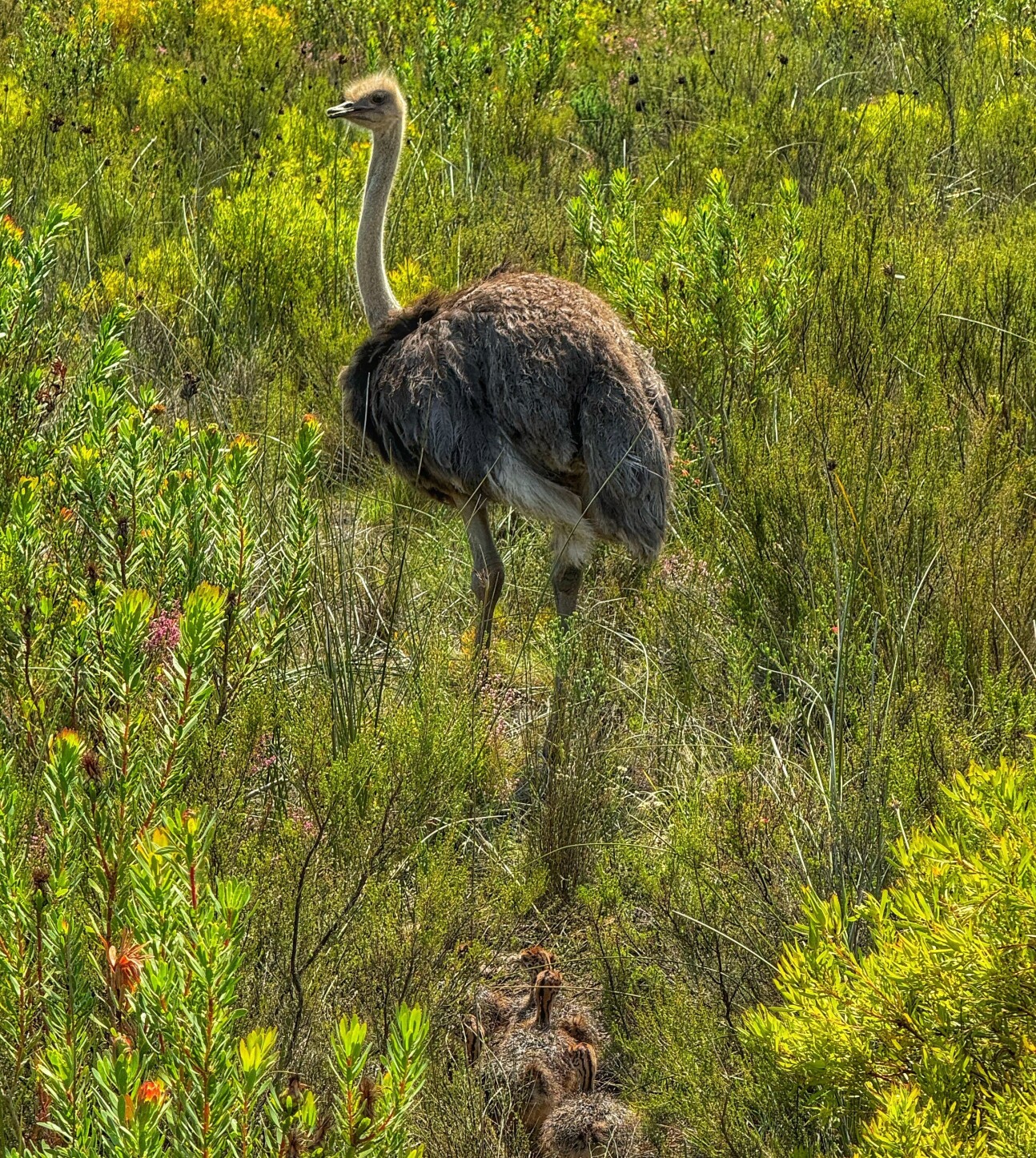 Ostrich