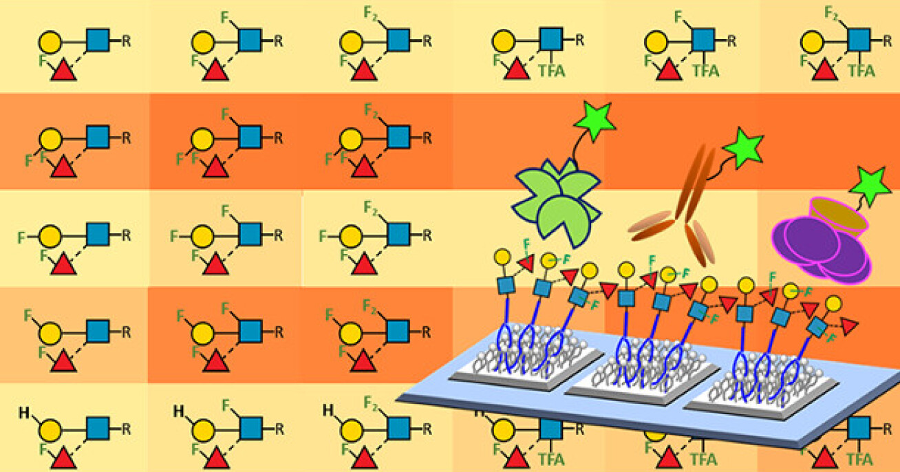 Fluoro-sugars on a chip used to detect their ability to interact with different glycan binding proteins