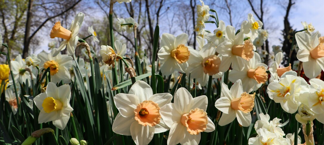 Daffodils in bloom