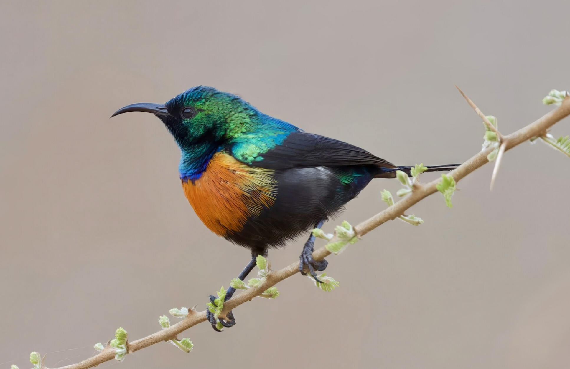 Black-bellied Sunbird