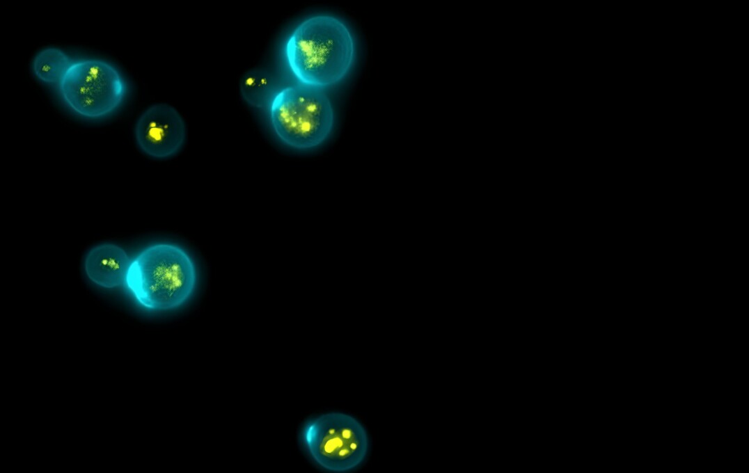 The Image shows Saccharomyces cerevisiae cells engineered to produce beta-carotene, a vitamin A precursor. Beta-carotene is auto fluorescent (shown in yellow) and accumulates in the lipid bodies of the cell. Due to its autofluorescence, beta-carotene is an excellent high-value product for studying bioproduction in single cells. Cell walls are stained using calcofluor white (cyan).