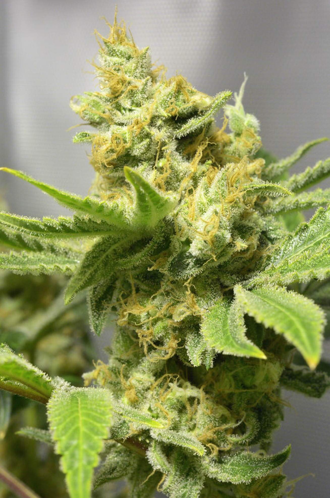 Photo of a cannabis plant