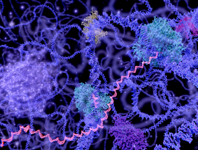 Microscope image showing cellular structures