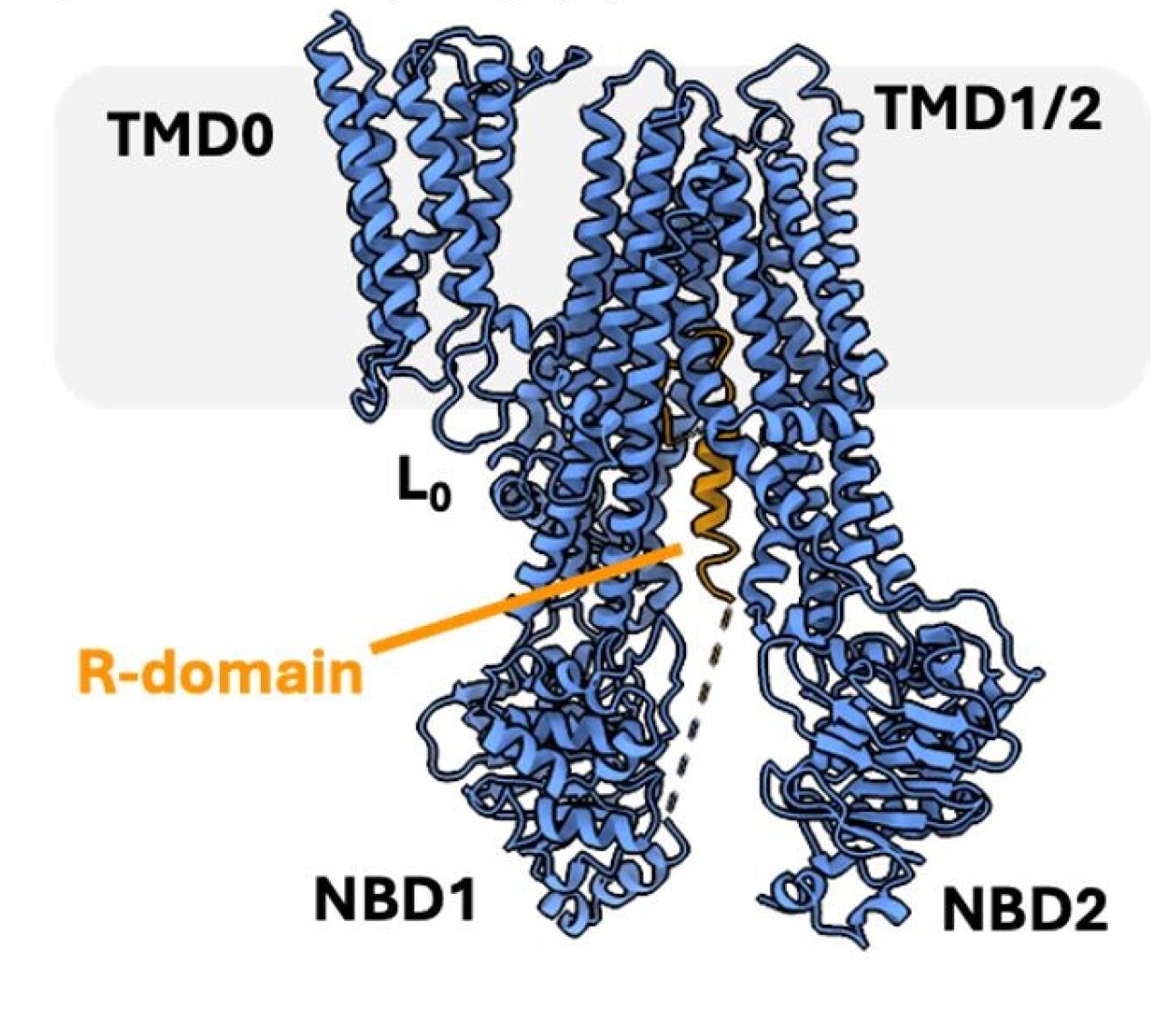 A molecular diagram of the MRP2 protein