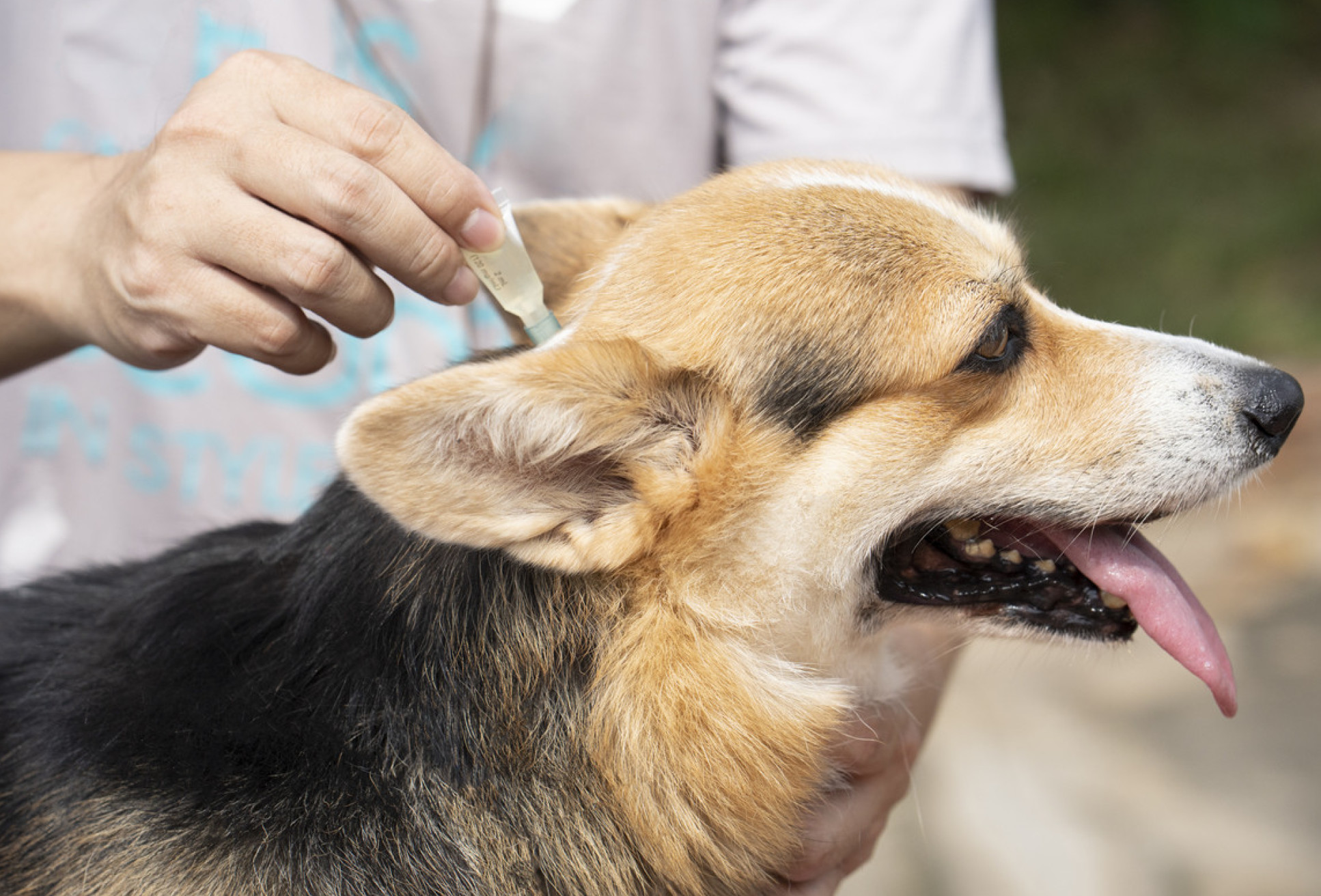 close up of a man administering worming paste to a dog