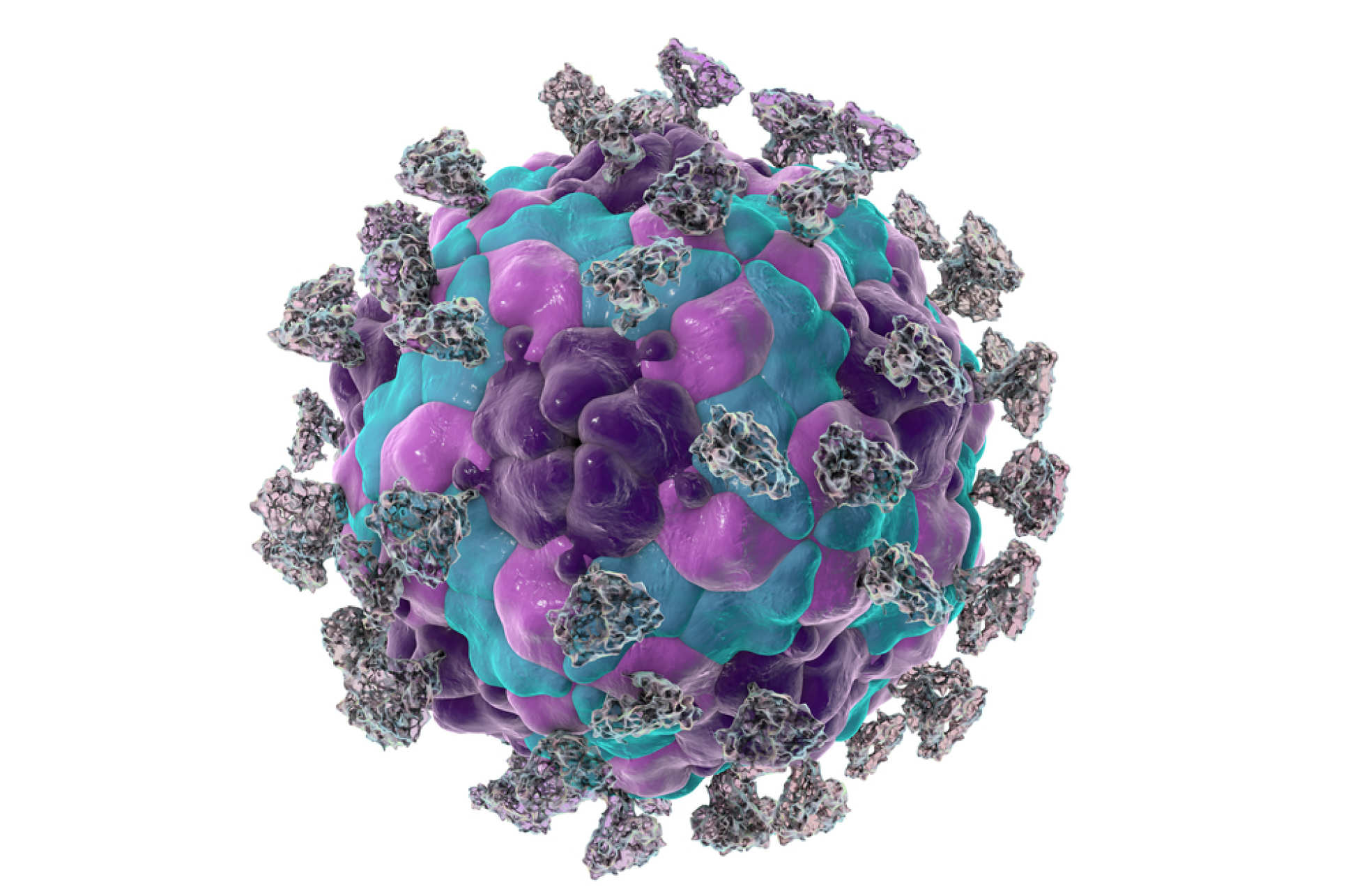 An illustration of an Enterovirus